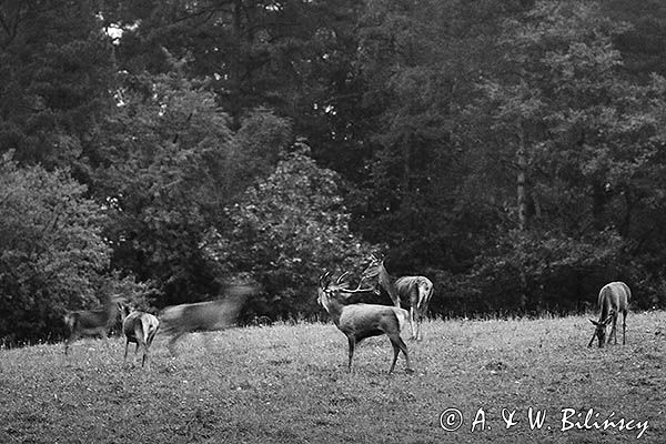 jeleń szlachetny, europejski, Cervus elaphus elaphus jeleń karpacki, rykowisko, projektowany Turnicki Park Narodowy