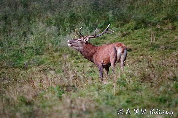 jeleń szlachetny, europejski, Cervus elaphus elaphus jeleń karpacki, rykowisko, Bieszczady, ryczący byk