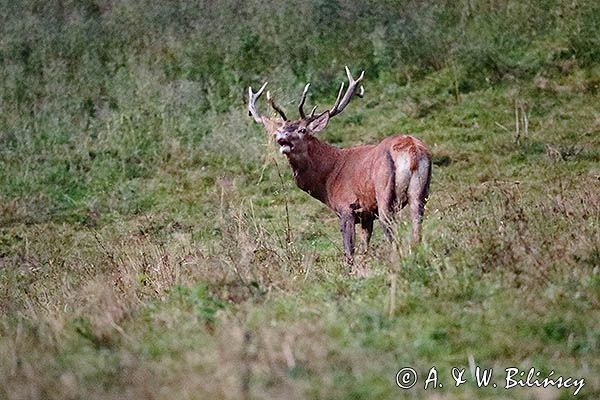 jeleń szlachetny, europejski, Cervus elaphus elaphus jeleń karpacki, rykowisko, Bieszczady, ryczący byk