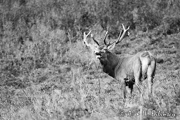 jeleń szlachetny, europejski, Cervus elaphus elaphus jeleń karpacki, rykowisko, Bieszczady, ryczący byk