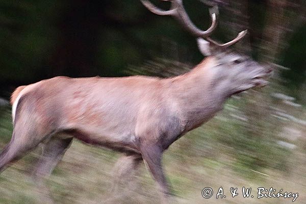 jeleń szlachetny, europejski, Cervus elaphus elaphus jeleń karpacki, rykowisko, Bieszczady, ryczący byk