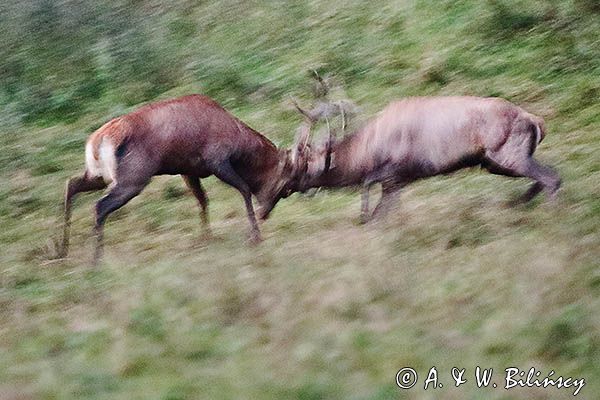 jeleń szlachetny, europejski, Cervus elaphus elaphus jeleń karpacki, rykowisko, Bieszczady, walka byków