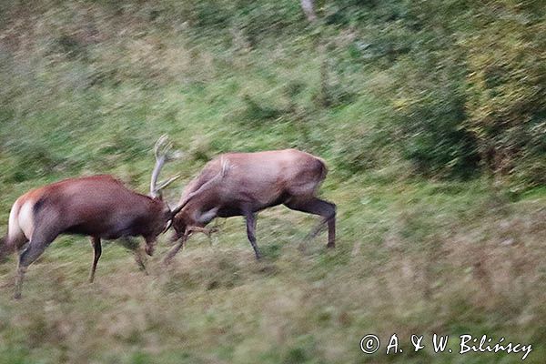 jeleń szlachetny, europejski, Cervus elaphus elaphus jeleń karpacki, rykowisko, Bieszczady, walka byków