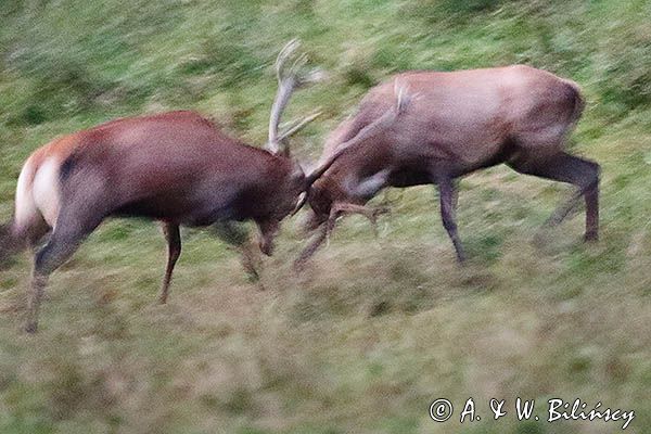 jeleń szlachetny, europejski, Cervus elaphus elaphus jeleń karpacki, rykowisko, Bieszczady, walka byków