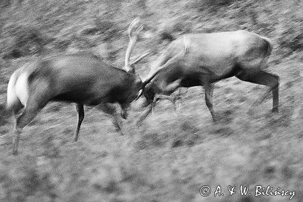 jeleń szlachetny, europejski, Cervus elaphus elaphus jeleń karpacki, rykowisko, Bieszczady, walka byków