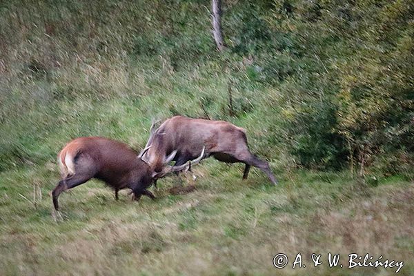 jeleń szlachetny, europejski, Cervus elaphus elaphus jeleń karpacki, rykowisko, Bieszczady, walka byków