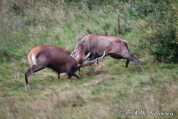 jeleń szlachetny, europejski, Cervus elaphus elaphus jeleń karpacki, rykowisko, Bieszczady, walka byków