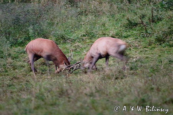 jeleń szlachetny, europejski, Cervus elaphus elaphus jeleń karpacki, rykowisko, Bieszczady, walka byków