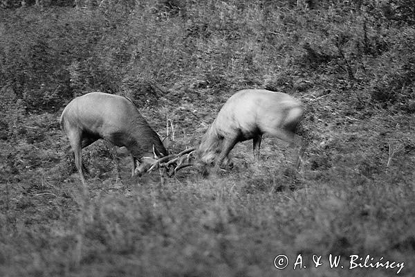 jeleń szlachetny, europejski, Cervus elaphus elaphus jeleń karpacki, rykowisko, Bieszczady, walka byków