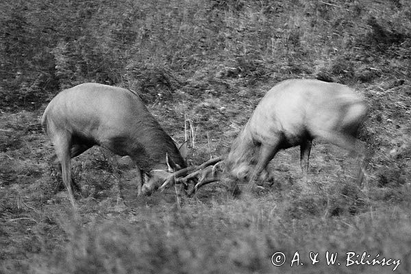 jeleń szlachetny, europejski, Cervus elaphus elaphus jeleń karpacki, rykowisko, Bieszczady, walka byków