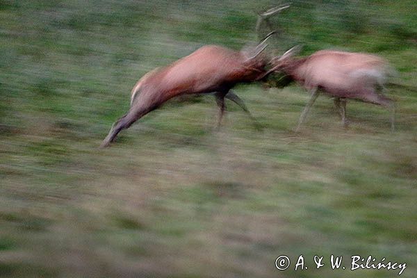 jeleń szlachetny, europejski, Cervus elaphus elaphus jeleń karpacki, rykowisko, Bieszczady, walka byków