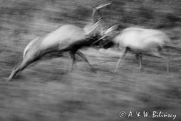 jeleń szlachetny, europejski, Cervus elaphus elaphus jeleń karpacki, rykowisko, Bieszczady, walka byków