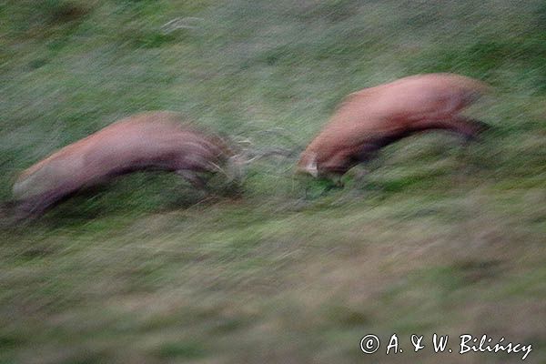 jeleń szlachetny, europejski, Cervus elaphus elaphus jeleń karpacki, rykowisko, Bieszczady, walka byków