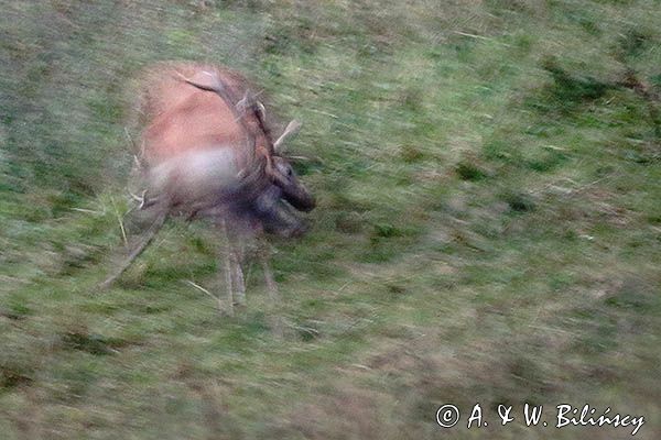 jeleń szlachetny, europejski, Cervus elaphus elaphus jeleń karpacki, rykowisko, Bieszczady, walka byków