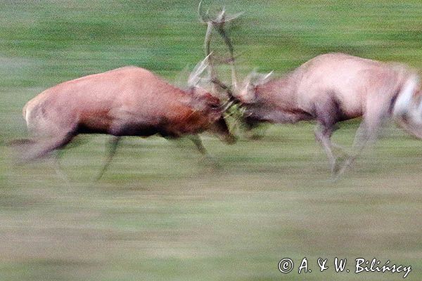 jeleń szlachetny, europejski, Cervus elaphus elaphus jeleń karpacki, rykowisko, Bieszczady, walka byków