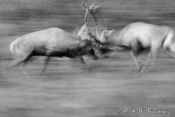 jeleń szlachetny, europejski, Cervus elaphus elaphus jeleń karpacki, rykowisko, Bieszczady, walka byków