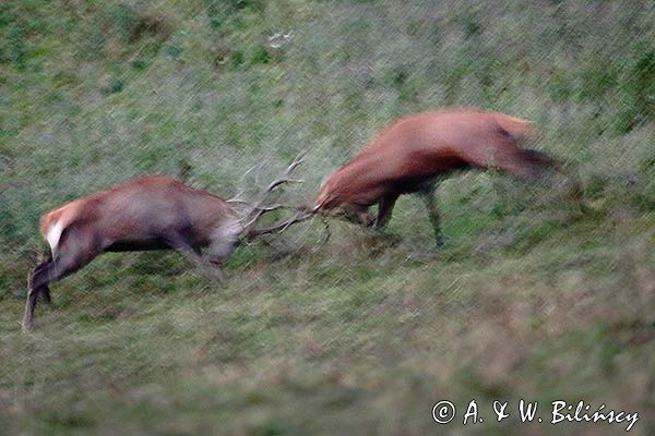 jeleń szlachetny, europejski, Cervus elaphus elaphus jeleń karpacki, rykowisko, Bieszczady, walka byków