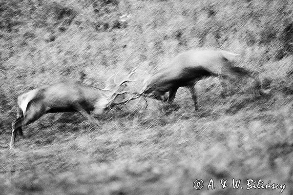 jeleń szlachetny, europejski, Cervus elaphus elaphus jeleń karpacki, rykowisko, Bieszczady, walka byków