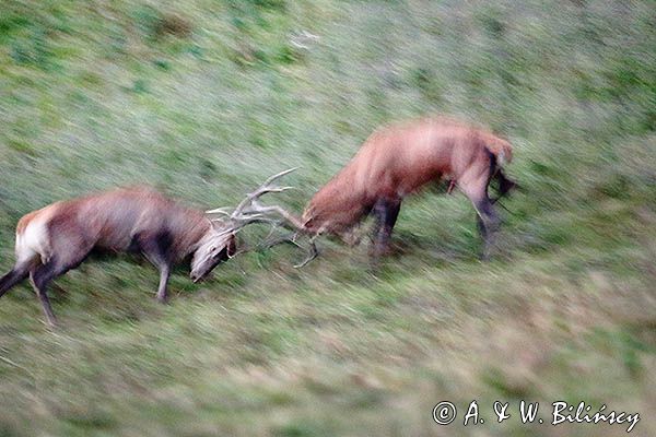 jeleń szlachetny, europejski, Cervus elaphus elaphus jeleń karpacki, rykowisko, Bieszczady, walka byków