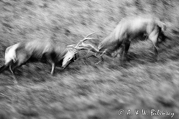 jeleń szlachetny, europejski, Cervus elaphus elaphus jeleń karpacki, rykowisko, Bieszczady, walka byków