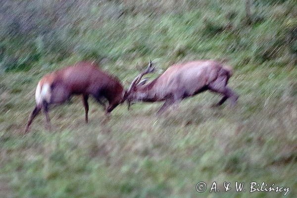 jeleń szlachetny, europejski, Cervus elaphus elaphus jeleń karpacki, rykowisko, Bieszczady, walka byków