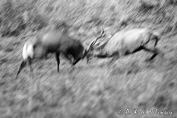 jeleń szlachetny, europejski, Cervus elaphus elaphus jeleń karpacki, rykowisko, Bieszczady, walka byków