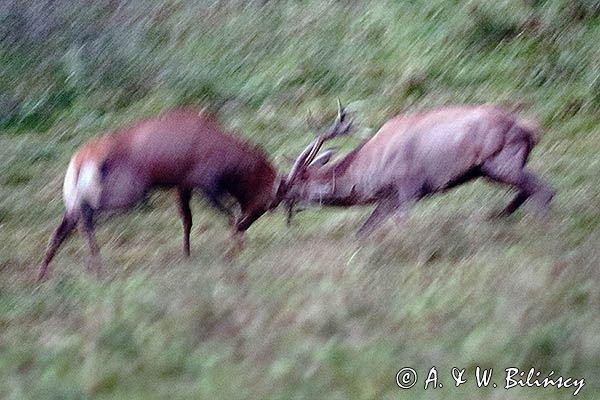 jeleń szlachetny, europejski, Cervus elaphus elaphus jeleń karpacki, rykowisko, Bieszczady, walka byków