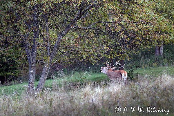 jeleń szlachetny, europejski, Cervus elaphus elaphus jeleń karpacki, rykowisko, Bieszczady, byk ryczący