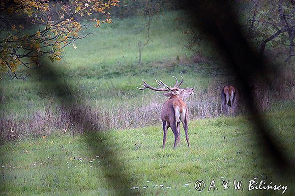 jeleń szlachetny, europejski, Cervus elaphus elaphus jeleń karpacki, rykowisko, Bieszczady, byk