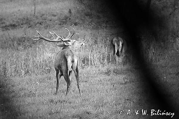 jeleń szlachetny, europejski, Cervus elaphus elaphus jeleń karpacki, rykowisko, Bieszczady, byk