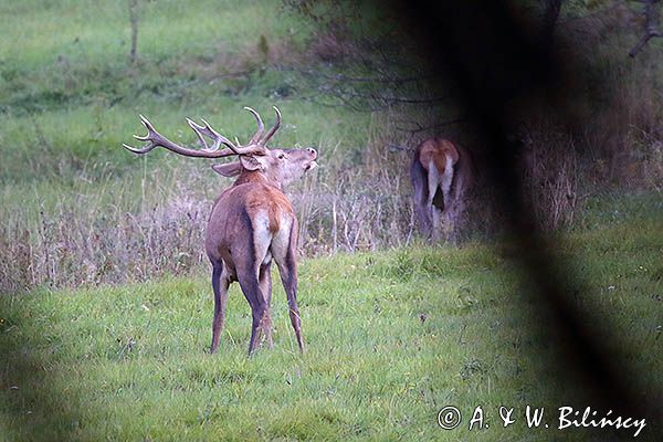 jeleń szlachetny, europejski, Cervus elaphus elaphus jeleń karpacki, rykowisko, Bieszczady, byk