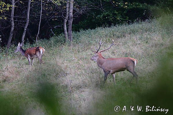 jeleń szlachetny, europejski, Cervus elaphus elaphus jeleń karpacki, rykowisko, Bieszczady, byk i łania