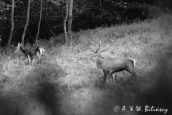 jeleń szlachetny, europejski, Cervus elaphus elaphus jeleń karpacki, rykowisko, Bieszczady, byk i łania