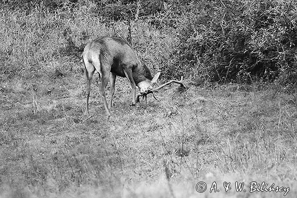 jeleń szlachetny, europejski, Cervus elaphus elaphus jeleń karpacki, rykowisko, Bieszczady, byk