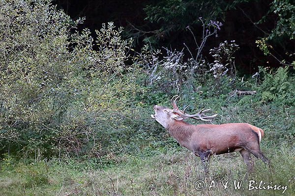 jeleń szlachetny, europejski, Cervus elaphus elaphus jeleń karpacki, rykowisko, Bieszczady, ryczący byk