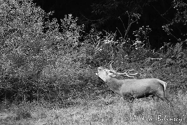 jeleń szlachetny, europejski, Cervus elaphus elaphus jeleń karpacki, rykowisko, Bieszczady, ryczący byk