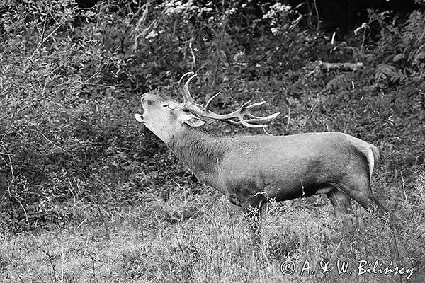 jeleń szlachetny, europejski, Cervus elaphus elaphus jeleń karpacki, rykowisko, Bieszczady, ryczący byk