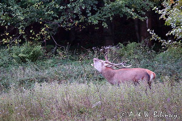 jeleń szlachetny, europejski, Cervus elaphus elaphus jeleń karpacki, rykowisko, Bieszczady, ryczący byk