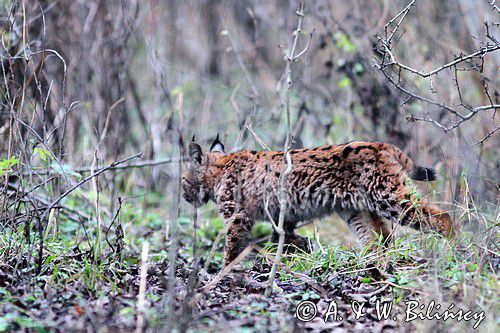 młody ryś, Lynx lynx