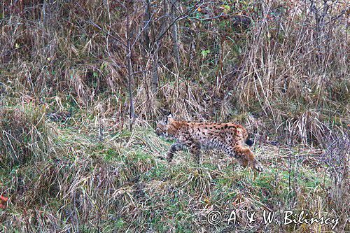 młody ryś, Lynx lynx