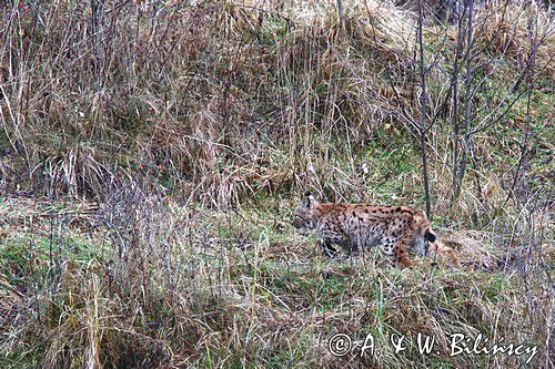 młody ryś, Lynx lynx