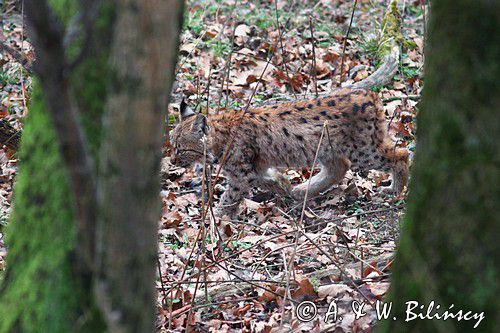 młody ryś, Lynx lynx