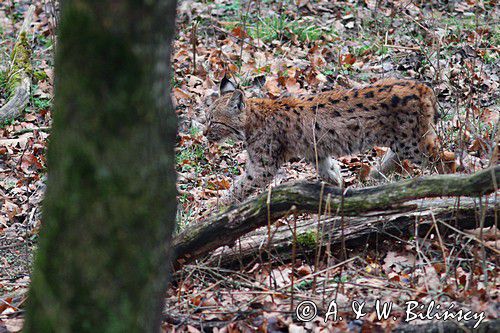 młody ryś, Lynx lynx