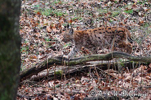 młody ryś, Lynx lynx