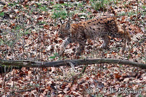 młody ryś, Lynx lynx