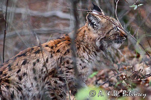 Lynx in The Bieszczady Mountains, Poland. Ryś (Lynx lynx), Bieszczady
