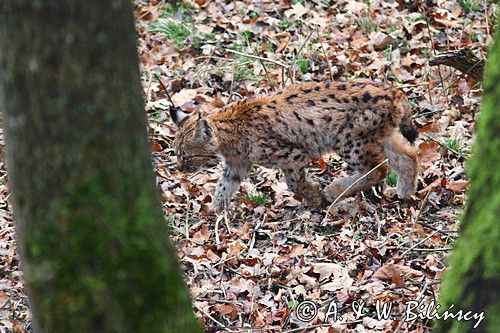 młody ryś, Lynx lynx