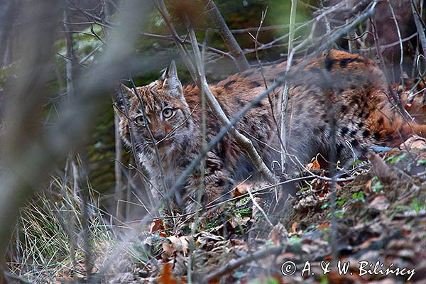 Młody ryś, Lynx lynx