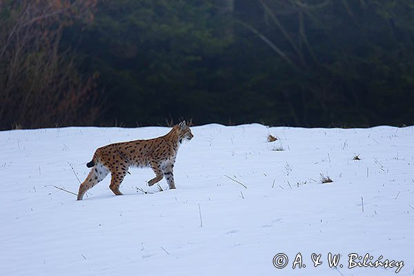 Ryś, Lynx lynx