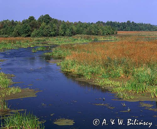 rzeka Biebrza koło Lipska, Biebrzański Park Narodowy